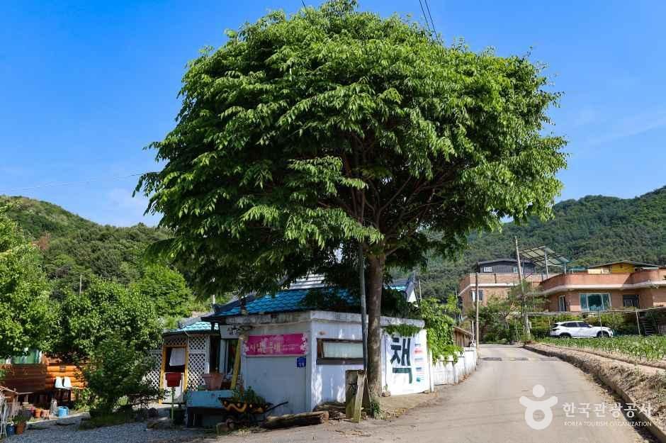 실레책방