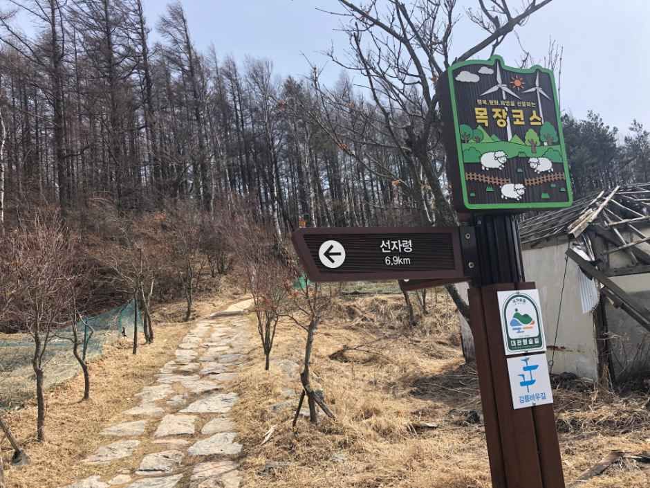 평창_국민의 숲 트레킹 코스 (11).JPG