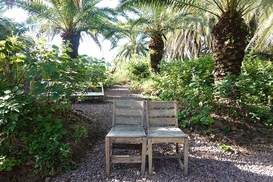 Sangari Palm Forest