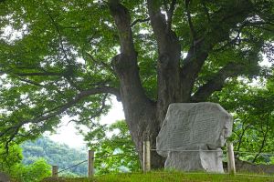 장수 봉덕리 느티나무