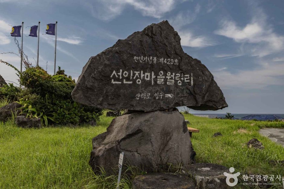 济州仙人掌村