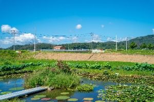 우포가시연꽃마을