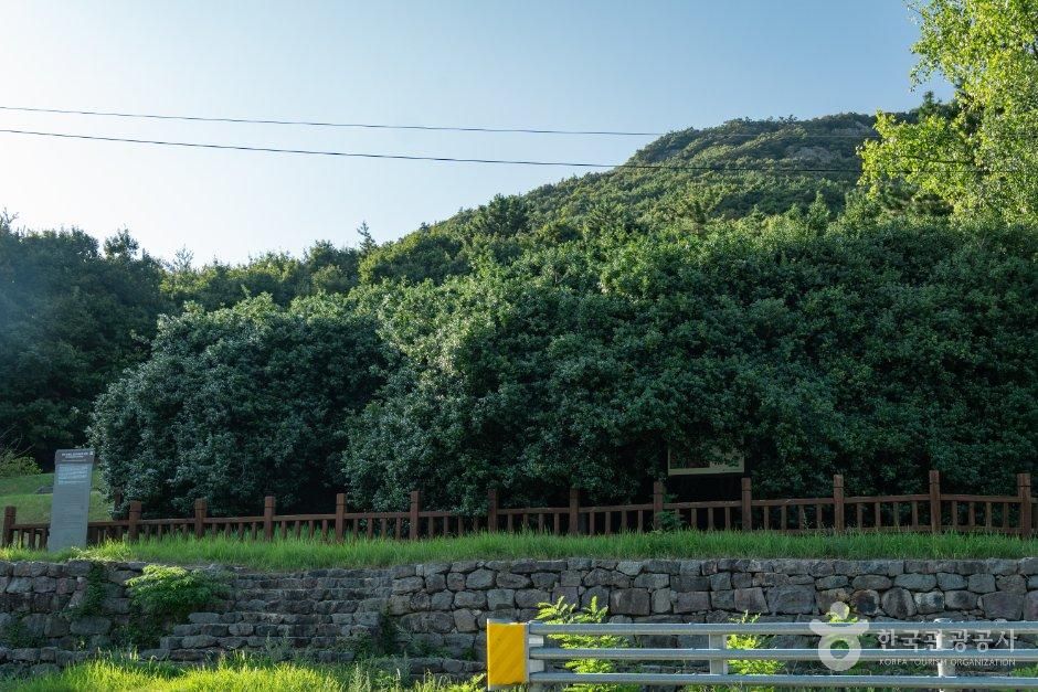 부안 도청리 호랑가시나무 군락