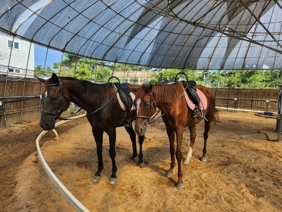 高敞海辺乗馬クラブ ヒュッゲファーム