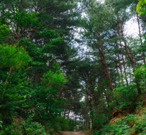 팔만대장경 이운 순례길