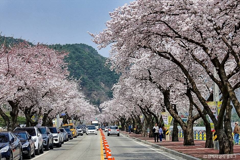 メンバン桜並木