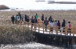 2025 강진만 춤추는 갈대축제 1