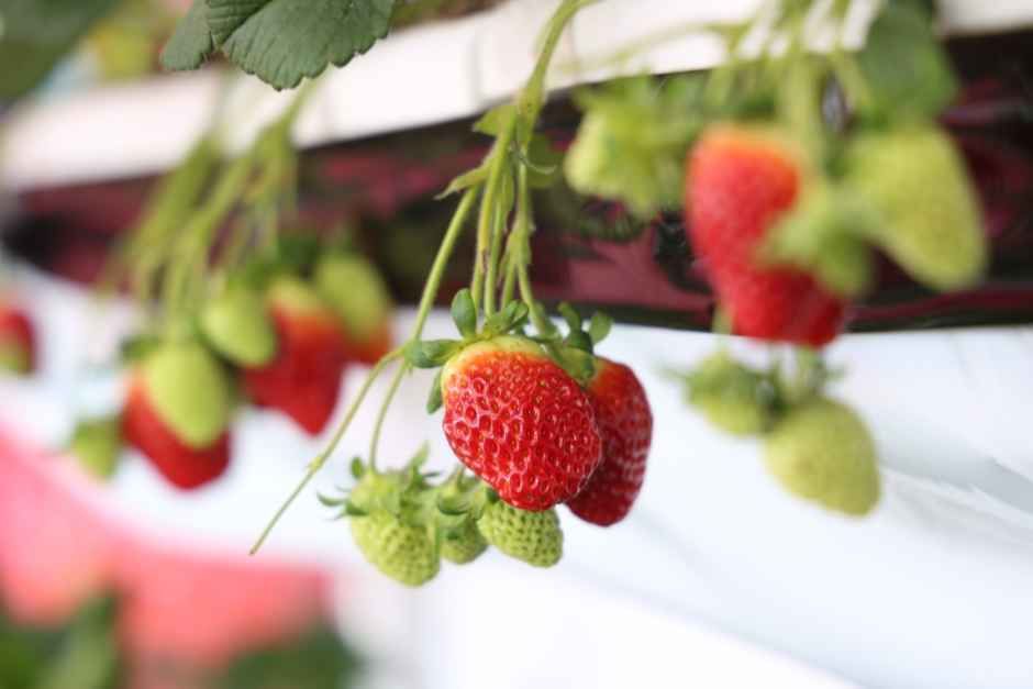 완주삼례딸기대축제 festival in 완주군