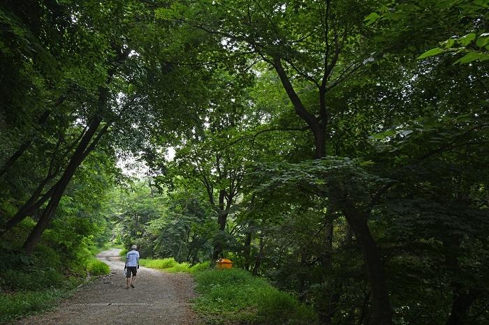 Forest trail section of Golbaemasil Trail