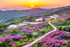 산청황매산철쭉제