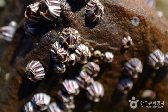 장돌해수욕장(장곡해수욕장) 장돌해수욕장(장곡해수욕장)