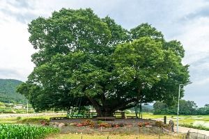 거제 명진리 느티나무
