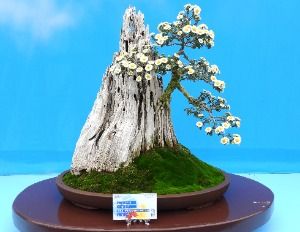 2025 대한민국 국향대전 1