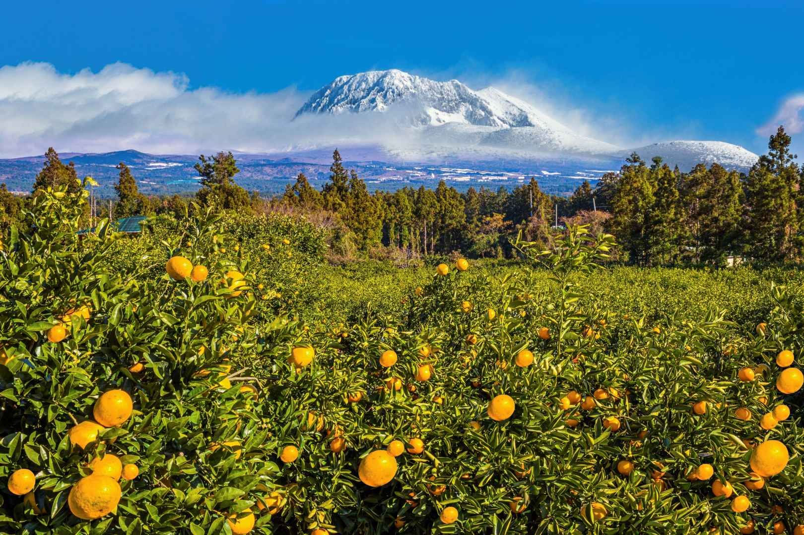Hallasan Mountain