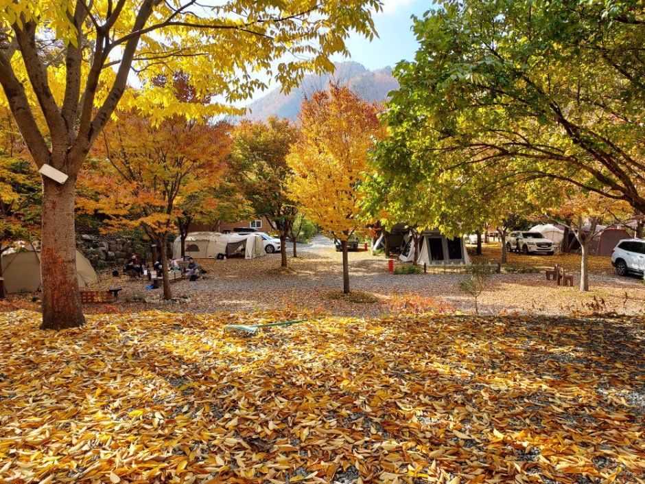 횡성산울림오토캠핑장 사진 3
