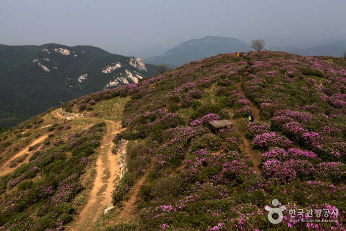 황매산(산청) 황매산(산청)