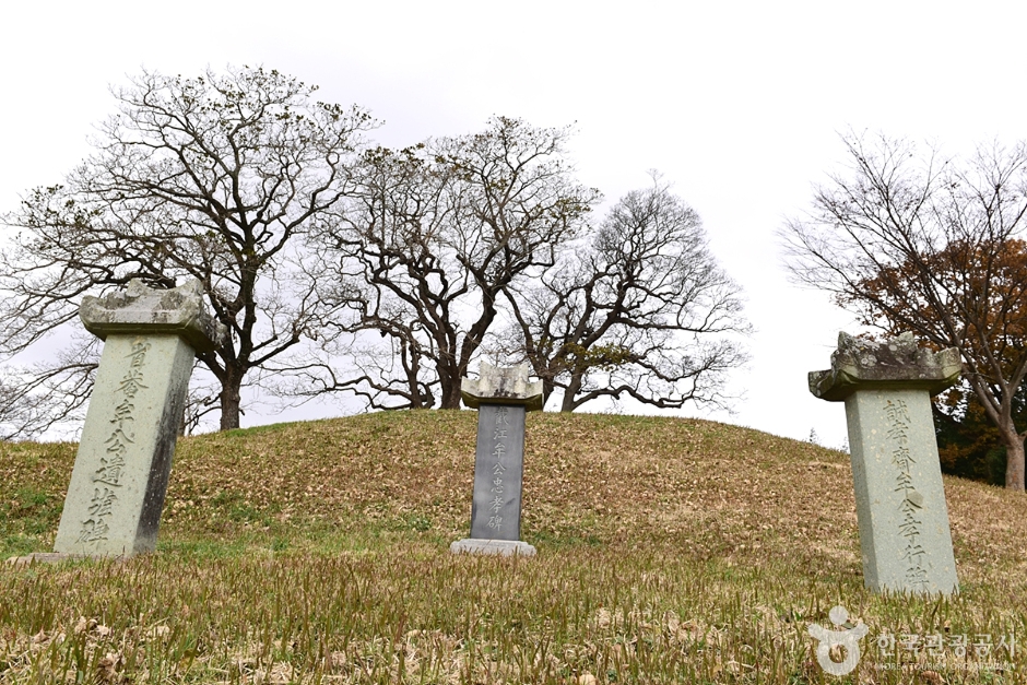 Ipap Tree of Yangjae-ri, Hampyeong