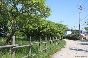 태안 안면도 모감주나무 군락