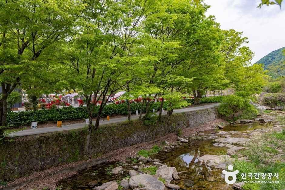 괴산 도명산 오토캠핑장