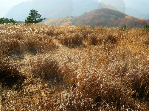 민둥산(강원) 민둥산(강원)
