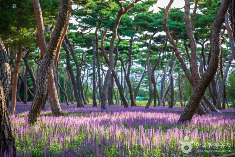 黄城公園