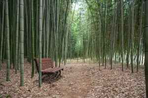 섬진강 대나무숲길