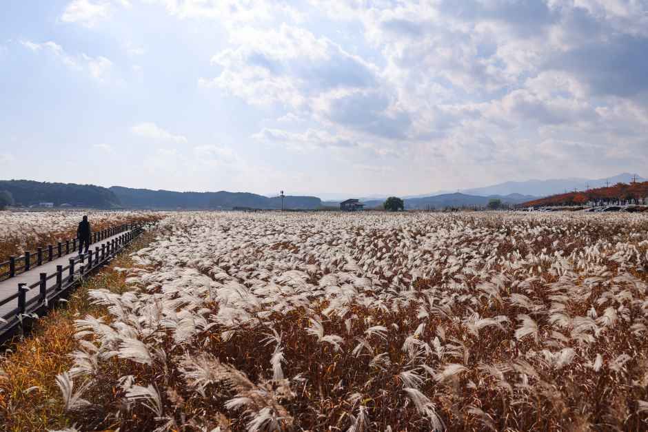 양양_남대천연어생태공원 (2).JPG