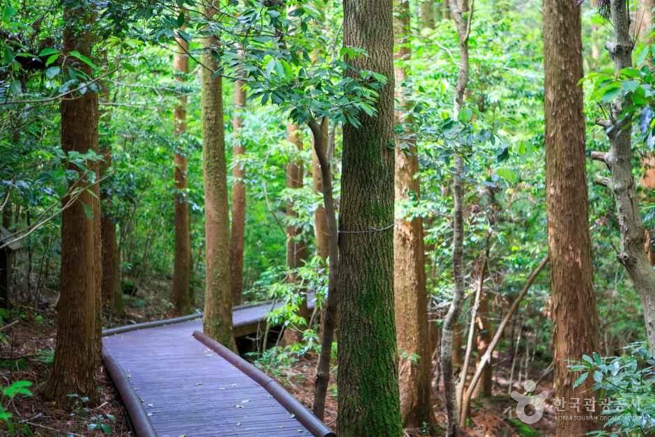 Seogwipo Natural Recreation Forest
