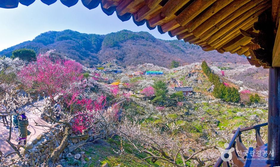 光陽 梅花村