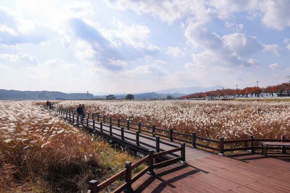 양양_남대천연어생태공원 (3).JPG