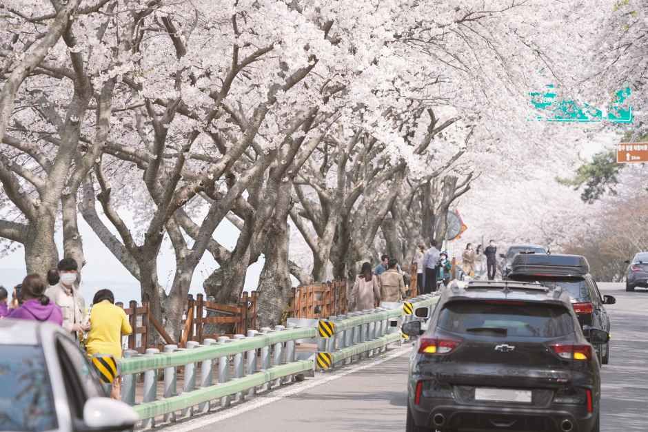 꽃피는 남해 남해가봄