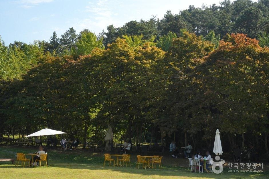 나주 은행나무 수목원