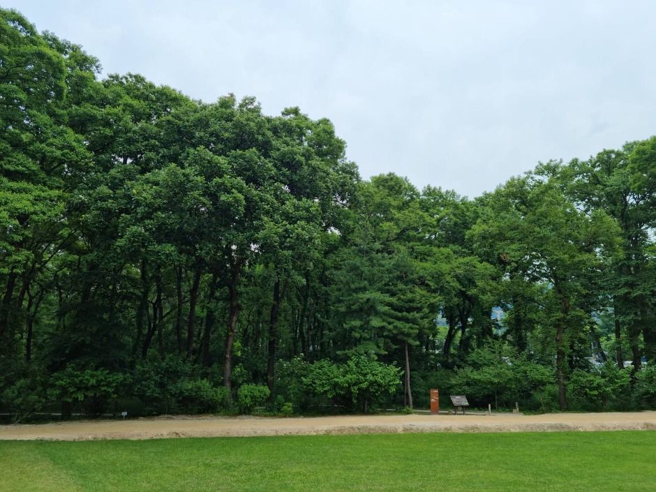 Heoninneung Ecological Landscape Conservation Area (Alder Grove)
