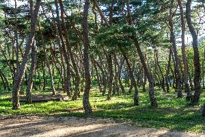 목계솔밭(청송)