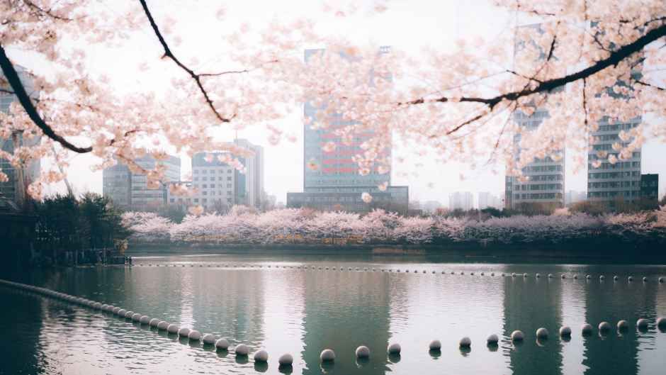 松坡区湖の桜祭り