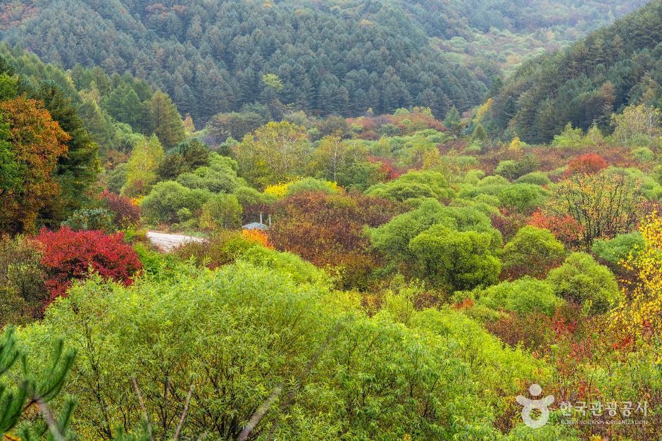 秘密花园