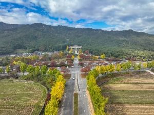 통일전 은행나무길