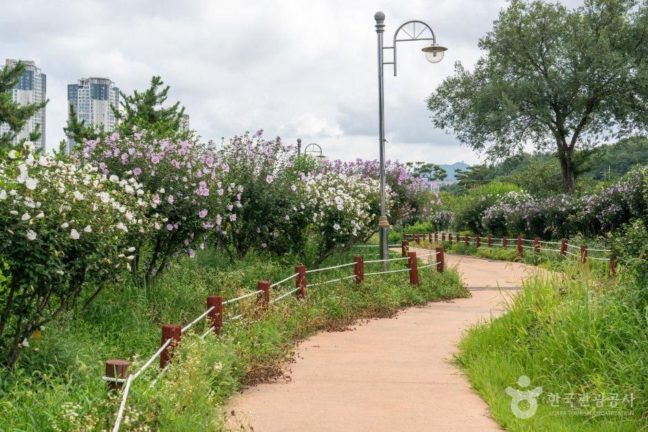 경기_안산시_안산호수공원 무궁화동산 (3).jpg