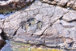 여수 낭도리 공룡발자국화석 산지 (5)