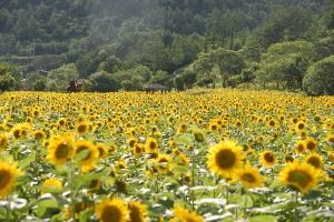 Festival del Girasol de Taebaek (태백 해바라기축제)