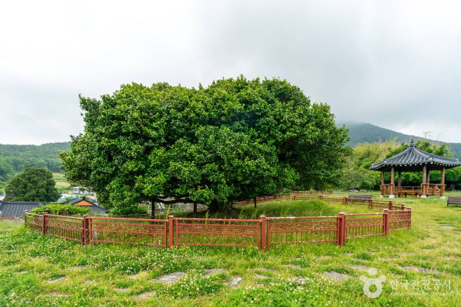 Geoje Oegan-ri Camellia Tree