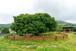 거제 외간리 동백나무