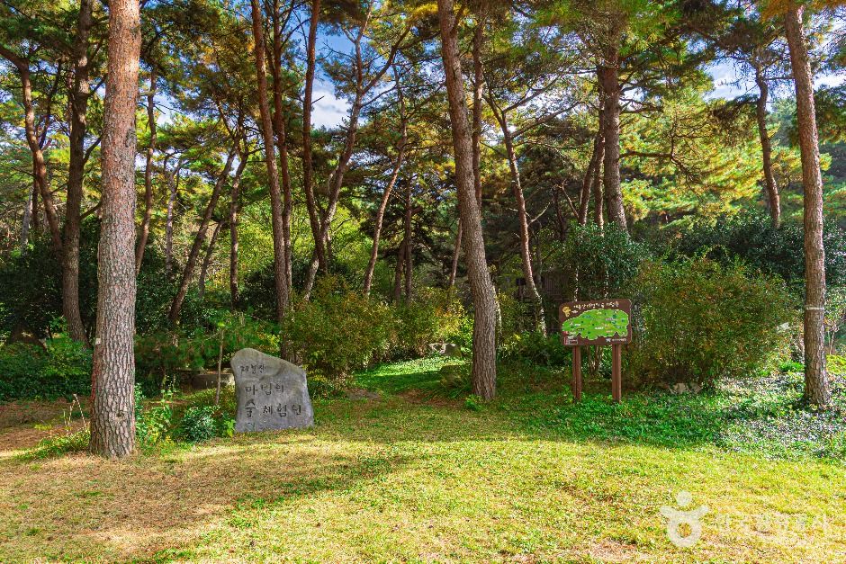 祭峰山 魔法の森体験園