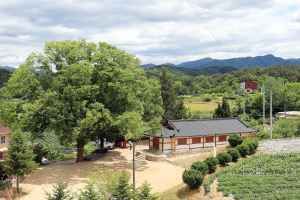 원성 대안리 느티나무