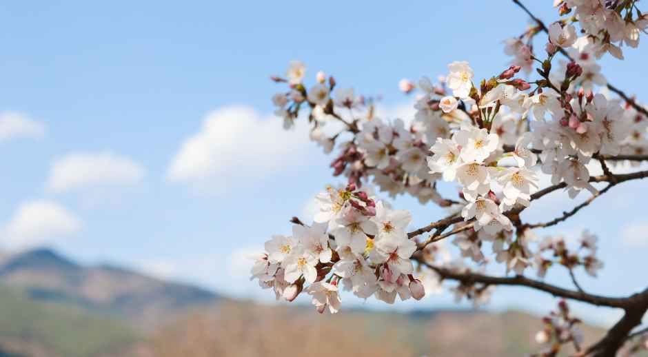 求礼300里 桜祭り