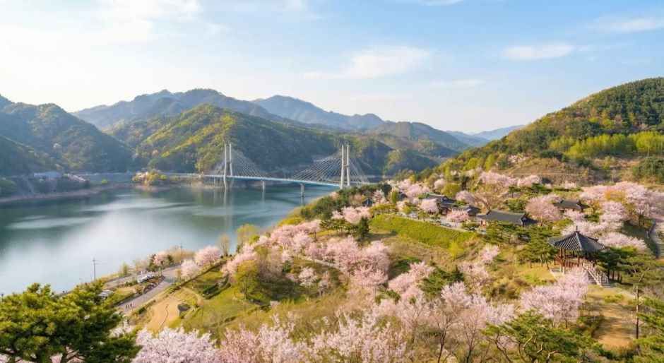 堤川清風湖桜祭り