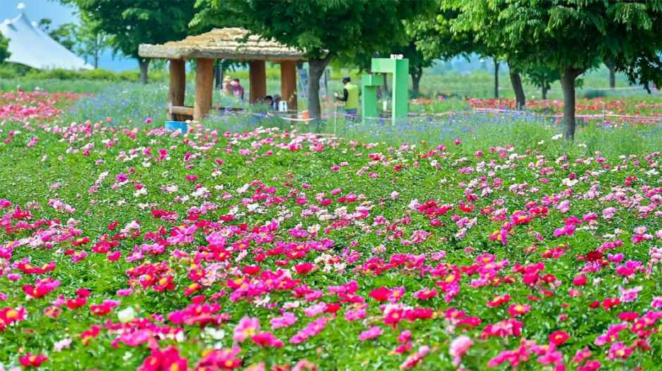 2026 칠서 청보리 작약 축제 (3).png