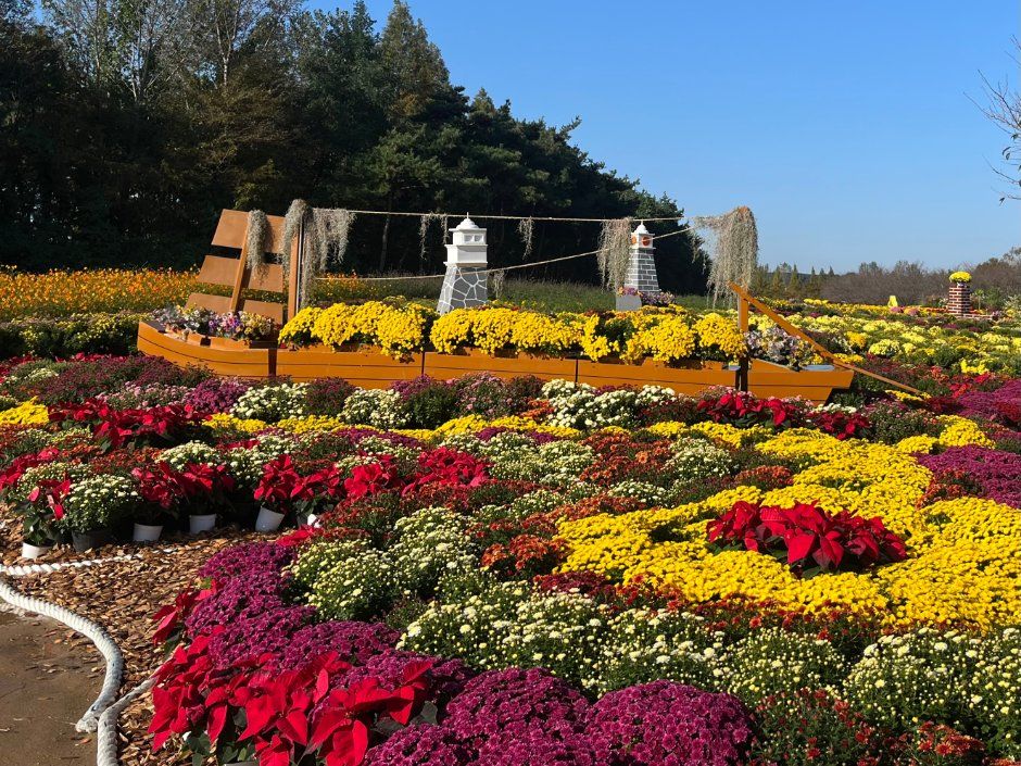 Dream Park Chrysanthemum Festival