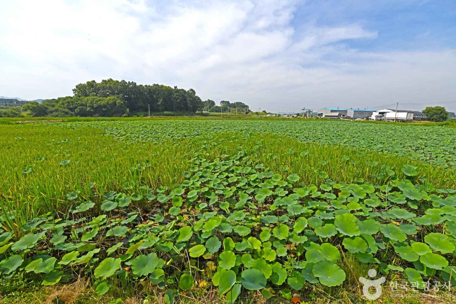 玉洞莲花堤