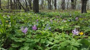 분주령야생화 트레킹